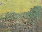 Vincent Van Gogh Olive Grove with Picking Figures (nn04) Spain oil painting artist